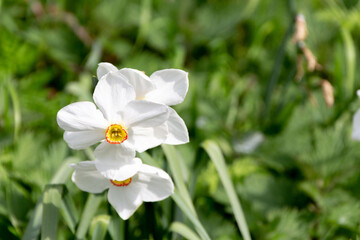 Three isolated white daffodil flowers on a blurred green background