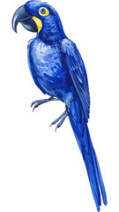 watercolor tropical bird, hyacinth macaw, blue parrot white isolated background, hand drawing