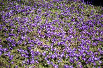 Beautiful field of crocus flowers in spring