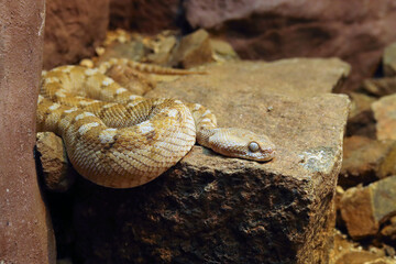 Oman saw-scaled viper (Echis omanensis) lying on a stone. Portrait of a very dangerous snake from the Arabian Peninsula.