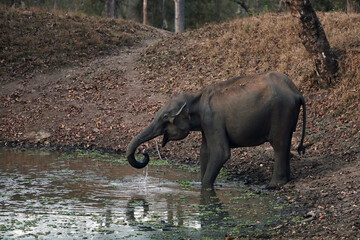 The Indian elephant (Elephas maximus indicus), a young female by a pool of murky water in the deep jungle.