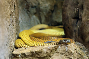 The Arabian cobra (Naja arabica) lying on a stone. Portrait of a very dangerous snake from the Arabian Peninsula.