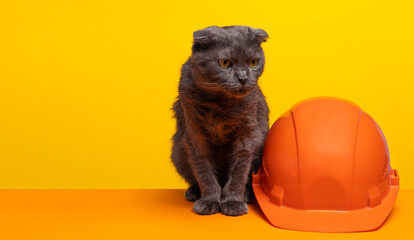 a gray fluffy cat sits near a construction helmet on a yellow background with a copy space. The...