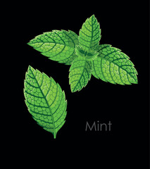 Vector set of high detailed fresh mint leaves