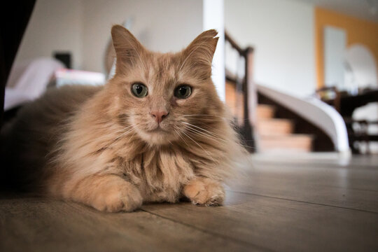 Photographie d'un chat sibérien roux dans sa maison.