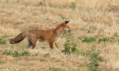 wild female, vixen Red fox scientific name Vulpes vulpes hunting in a recently cut crop field