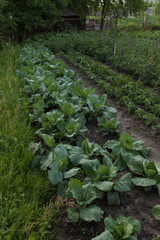 Cabbage, peppers and tomatoes grow in the garden