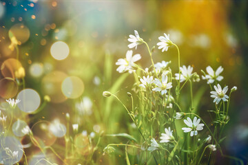 Spring delicate flowers on a green glade in the shade of a forest. Sunny bokeh and soft light