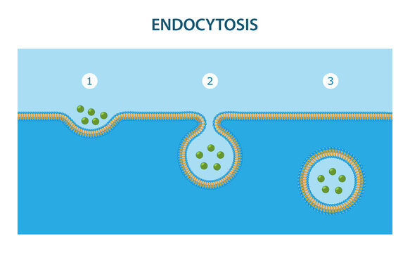 Endocytosis is the process in which substances are brought into the cell.