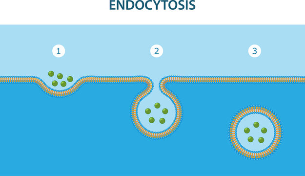 Endocytosis is the process in which substances are brought into the cell.