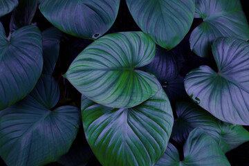 Dark green tropical leaf group. Green Alocasia cucullata [Chinese Taro Plant] in a garden