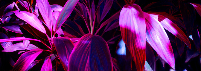 Cordyline fruticosa. It is a medium sized shrub. The slender, pointed leaves come in different colors green, green with dark red or reddish brown. tropical nature background