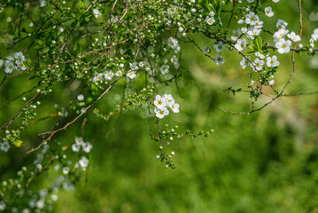 兵庫県・明石城跡、石垣と3月の雪柳の自然樹形