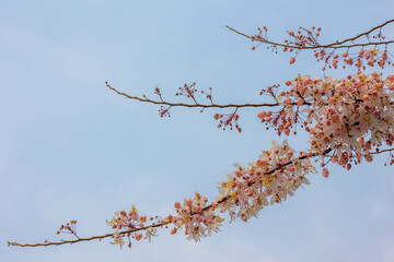 Selective focus of white flower on the tree, Cassia javanica also known as Java cassia, Pink...