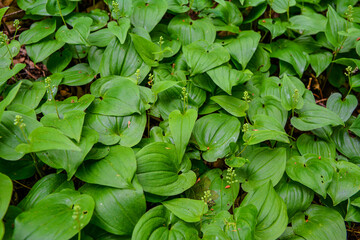 Maianthemum bifolium, false lily of the valley or May lily.