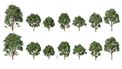 Beautiful trees set transparency