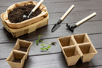 The peat pots are empty and filled with soil. Paper bag with soil. Young sprouts on the table.
