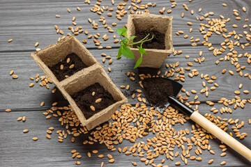 Grains, a shovel with earth, peat pots with earth and seedlings.