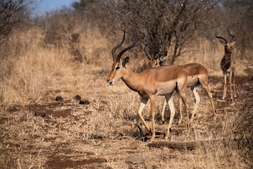 Impala Antelope walking in Safari Savanna Africa Kruger National Park