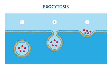 Exocytosis is the process by which substances are removed from the cell.