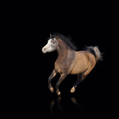 Obraz na płótnie Canvas Gallop running horse on black background