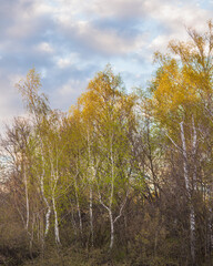 Spring forest with young leaves, white birch trees on the background of the sky with light clouds