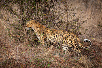 African leopard background