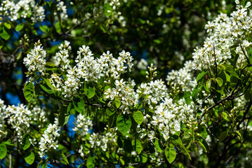 Beautiful blooming amelanchier close-up. Shadbush in bloom.
