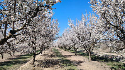 Floración frutales en el Segrià, Aitona, Torres de Segre, Alcarràs