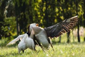 Couple fighting geese on the farm, two geese have a fierce battle on the grass of farm in Thailand, white geese on the green grass opened the wings attacking the lifting