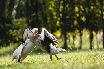 Couple fighting geese on the farm, two geese have a fierce battle on the grass of farm in Thailand, white geese on the green grass opened the wings attacking the lifting
