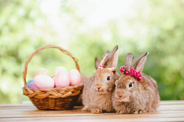 Easter bunny and Easter eggs on green grass outdoor, Cute rabbit sitting on green field spring meadow, Easter bunny hunt for festival on grass, Easter - Cute Bunny In Sunny Garden With Decorated Eggs