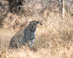 African Leopard Sitting in Long Safari grass field Kruger National Park