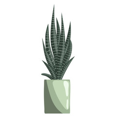 Haworthia or zebra cactus in ceramic pot on white background. Succulent