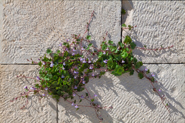 Piccola pianta con fiori colorati e foglie verdi in mezzo al muro