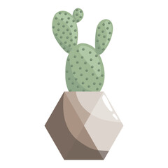 Green succulent opuntia in ceramic pot on a white. Prickly pear, pear cactus. tuna, sabra, nopal, paddle cactus