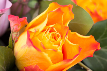 Beautiful flower macro shooting in studio. Professional lighting