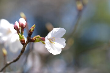 春が来たよと桜が教えてくれた
