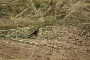 meadow pipit (Anthus pratensis) coastal sand dunes in early spring