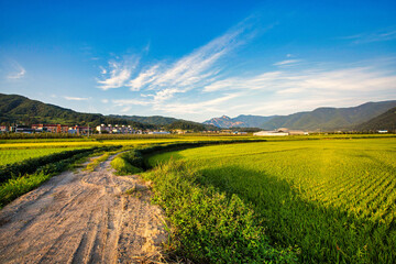 Rice field in Beautiful sunrise