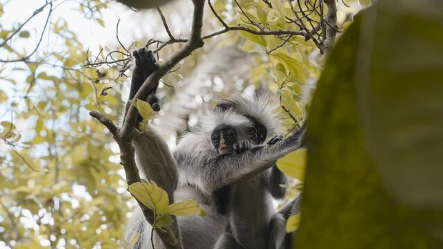 Mother red colobus monkey grooming infant, Zanzibar, Tanzania, low angle medium