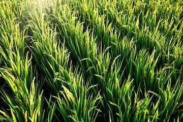 Rice field in Beautiful sunrise