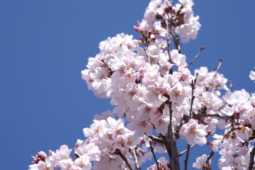 コヒガンザクラと青い空