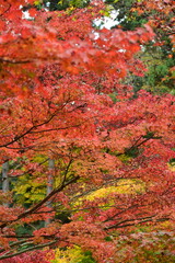 Autumn in Ibaraki