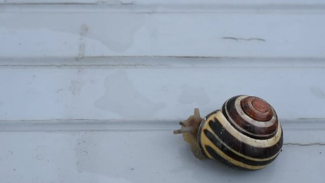 Closeup of a striped grove snail coming out of its shell