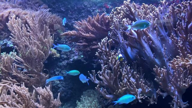 aquarium ocean fish swim against the background of corals