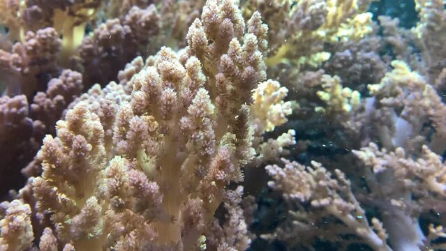 ocean corals move underwater beautifully