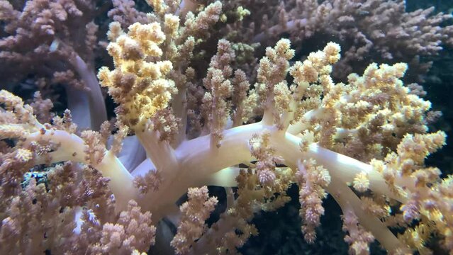 ocean corals move underwater beautifully