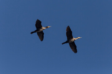 two great cormorants flying in a blue sky
