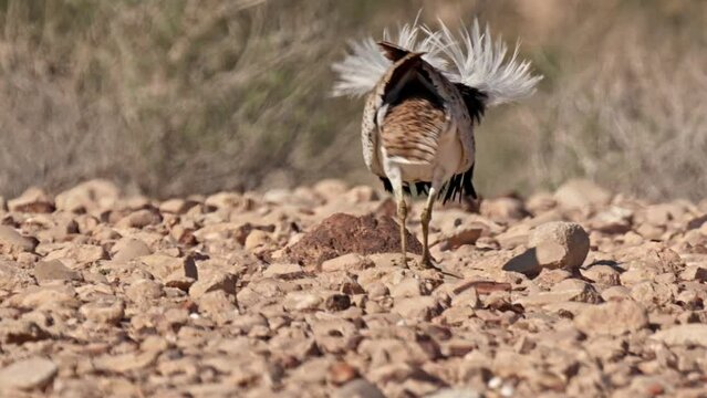 Asian Houbara Bustard (Chlamydotis macqueenii) 